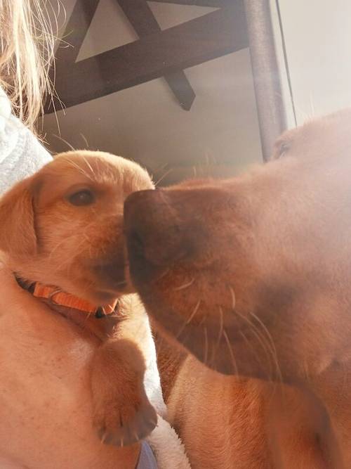 KC Fox Red Labrador puppies for sale in Barnsley, South Yorkshire - Image 7