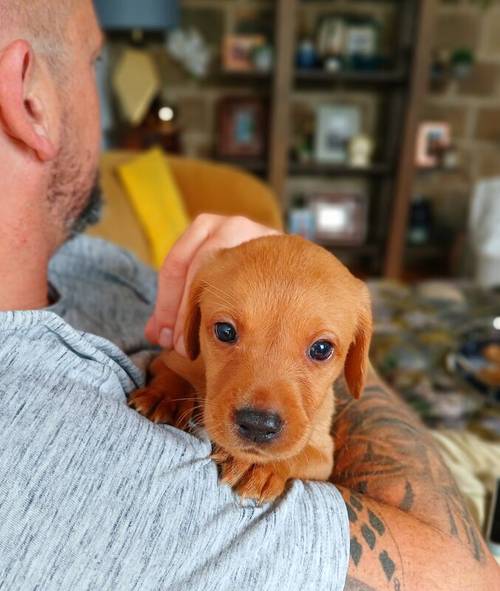 KC Fox Red Labrador puppies for sale in Barnsley, South Yorkshire - Image 9