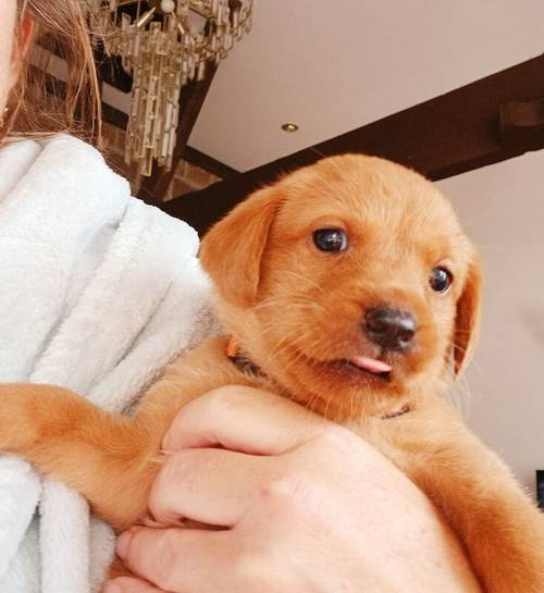 KC Fox Red Labrador puppies for sale in Barnsley, South Yorkshire - Image 10