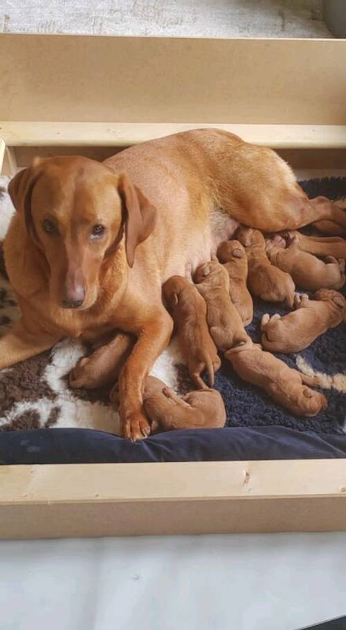 KC Fox Red Labrador puppies for sale in Barnsley, South Yorkshire - Image 11