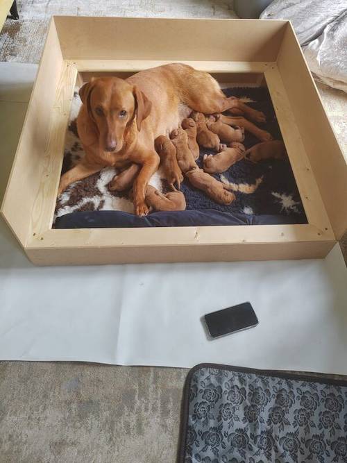 KC Fox Red Labrador puppies for sale in Barnsley, South Yorkshire - Image 12