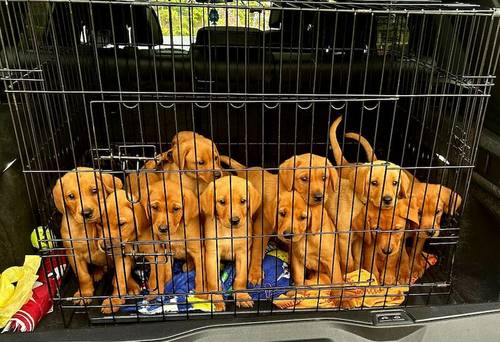 KC Fox Red Labrador puppies for sale in Barnsley, South Yorkshire - Image 1