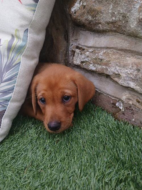 KC Fox Red Labrador puppies for sale in Barnsley, South Yorkshire - Image 14