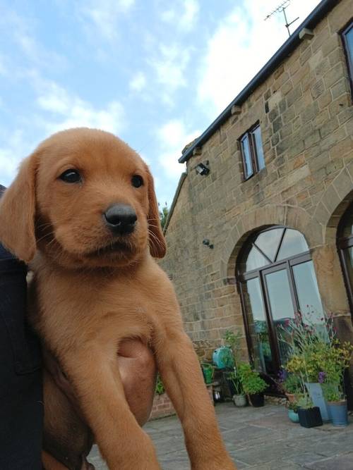 KC Fox Red Labrador puppies for sale in Barnsley, South Yorkshire - Image 15