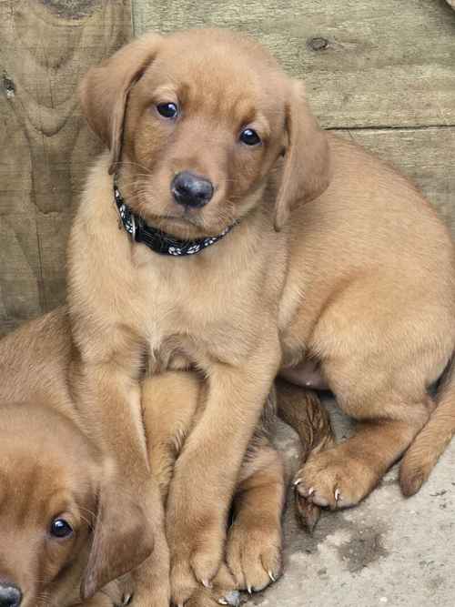 Kc fox red labrador puppies for sale in Carlisle, Cumbria