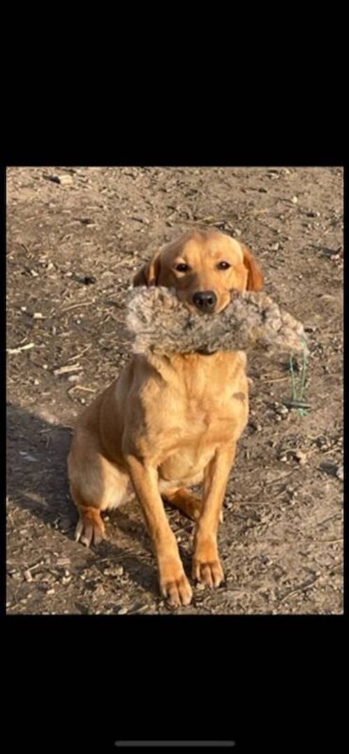 Kc Fox Red Labrador puppies for sale in Lincolnshire - Image 1