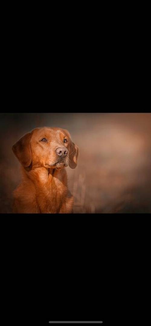 Kc Fox Red Labrador puppies for sale in Lincolnshire - Image 2