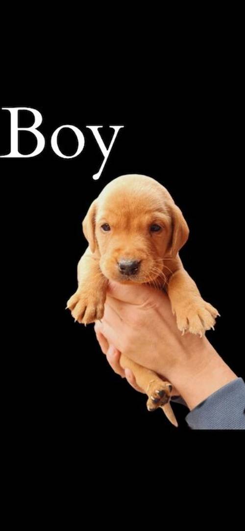 Kc Fox Red Labrador puppies for sale in Lincolnshire - Image 3