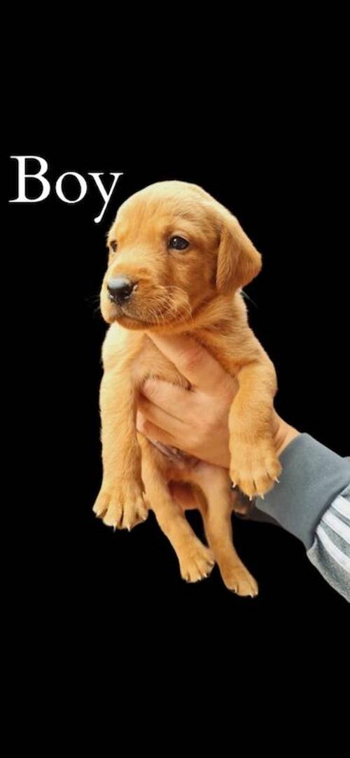 Kc Fox Red Labrador puppies for sale in Lincolnshire - Image 7