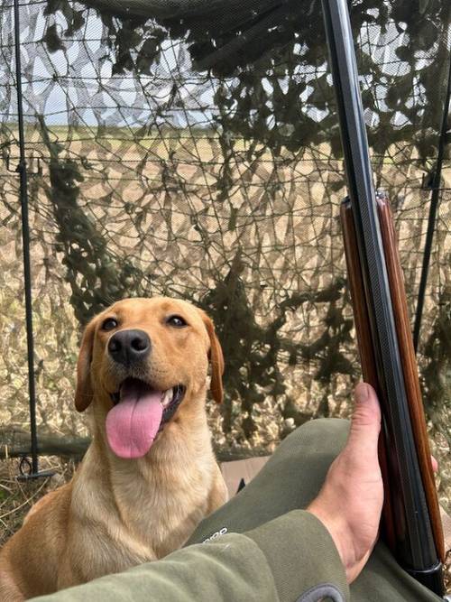 Kc Fox Red Labrador puppies for sale in Lincolnshire - Image 8