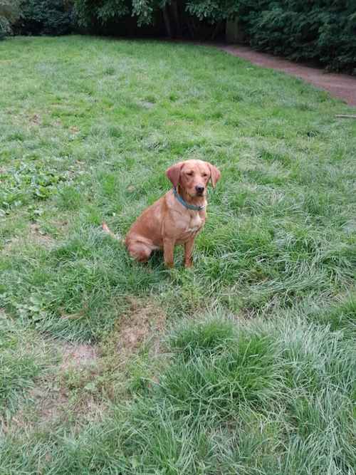 KC Fox red Labrador puppies for sale in Willingham, Cambridgeshire