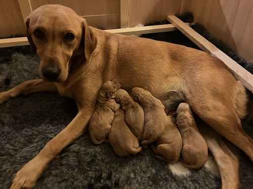 KC Fox Red Labrador Puppies for sale in Melton Mowbray, Leicestershire