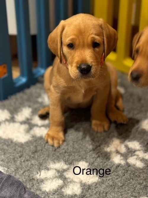 KC fox red labrador puppys for sale in Rochester, Kent