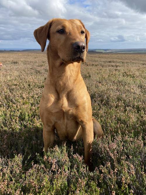 Quality KC Fox Red Labrador *ONE BOY LEFT* for sale in Richmond, North Yorkshire - Image 4