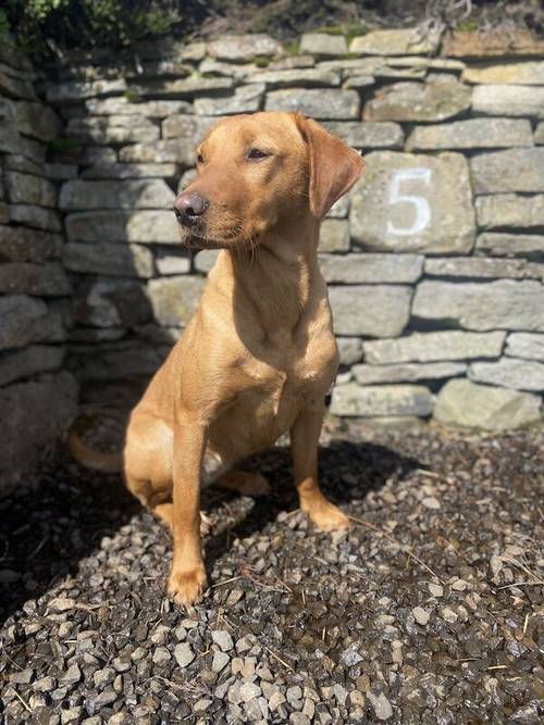 Quality KC Fox Red Labrador *ONE BOY LEFT* for sale in Richmond, North Yorkshire - Image 5