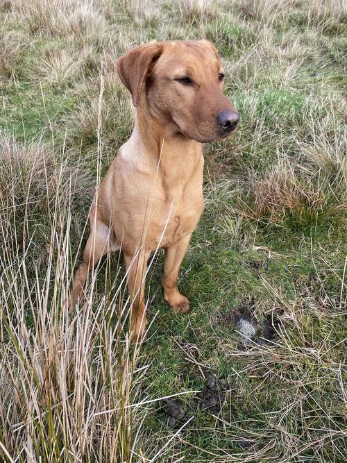 Quality KC Fox Red Labrador *ONE BOY LEFT* for sale in Richmond, North Yorkshire - Image 6