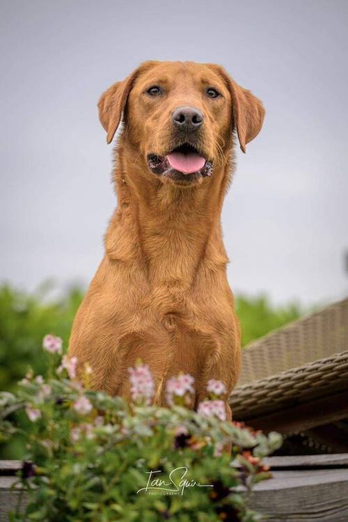 Quality KC Fox Red Labrador *ONE BOY LEFT* for sale in Richmond, North Yorkshire - Image 9