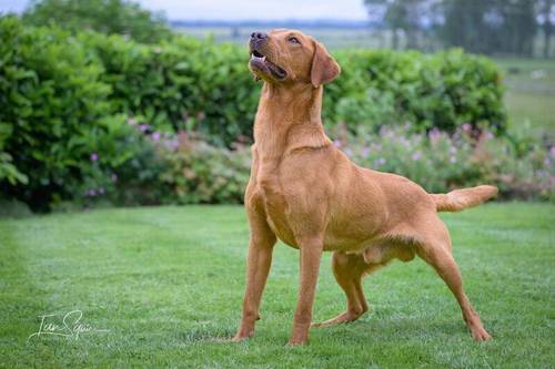 Quality KC Fox Red Labrador *ONE BOY LEFT* for sale in Richmond, North Yorkshire - Image 10