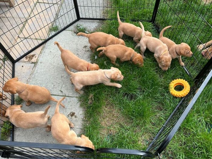 Labrador Retriever puppies for sale in Bootle, Merseyside – KC registered, 11 weeks old - Image 2 of 15