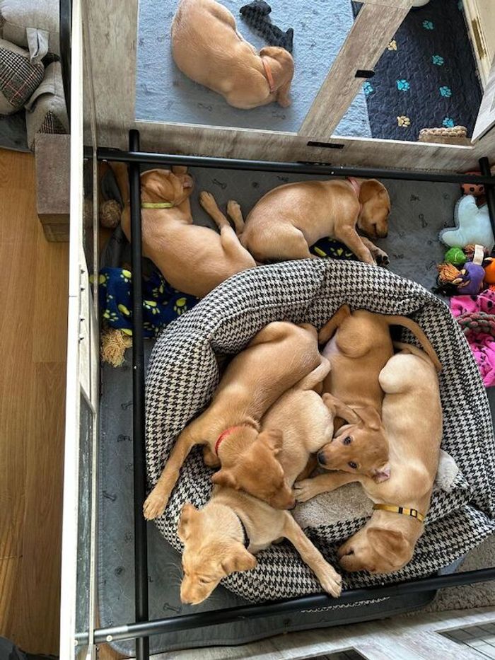 Labrador Retriever puppies for sale in Bootle, Merseyside – KC registered, 11 weeks old - Image 5 of 15