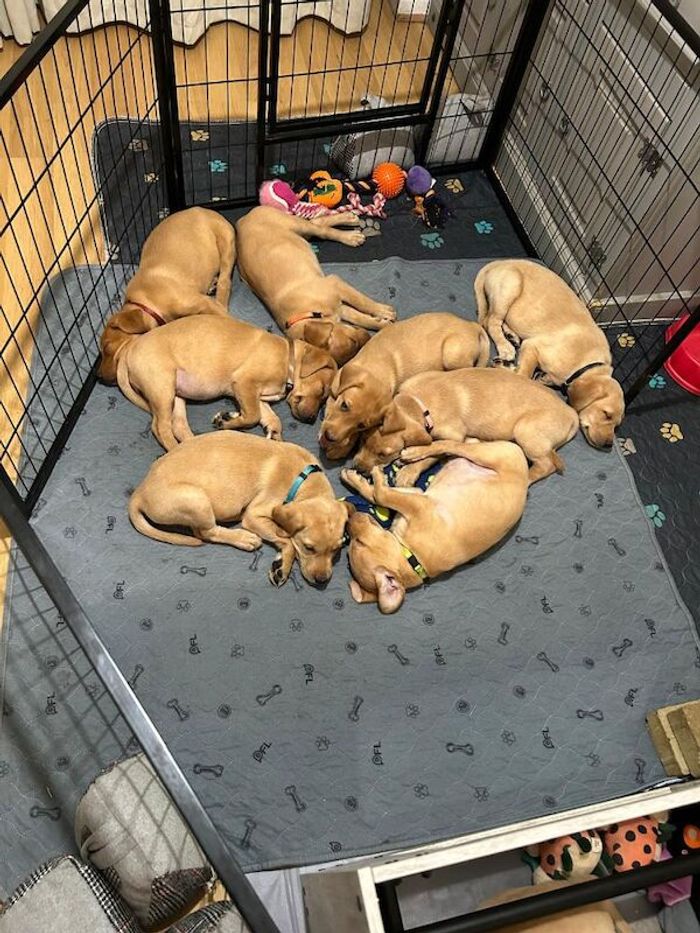 Labrador Retriever puppies for sale in Bootle, Merseyside – KC registered, 11 weeks old - Image 7 of 15