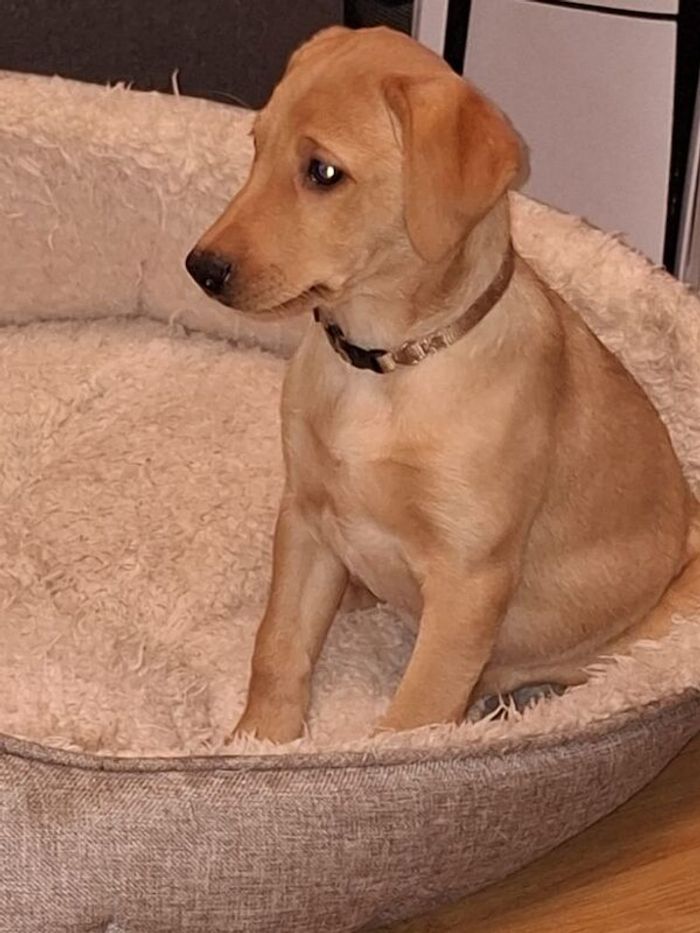 Labrador Retriever puppies for sale in Bootle, Merseyside – KC registered, 11 weeks old - Image 13 of 15