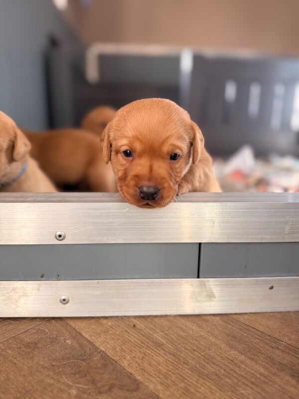 KC Fox red male puppy 