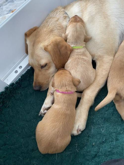 KC Fox Red & Yellow working Labrador puppies due 5/7/24 for sale in Crowborough, East Sussex - Image 6