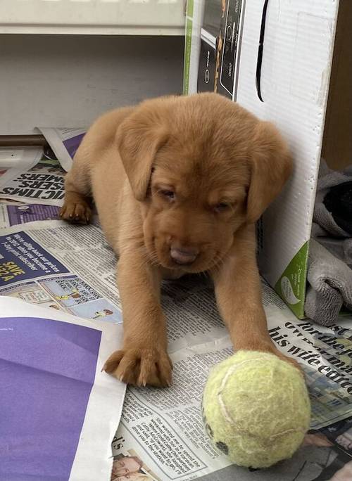 KC Fox Red & Yellow working Labrador puppies due 5/7/24 for sale in Crowborough, East Sussex - Image 10