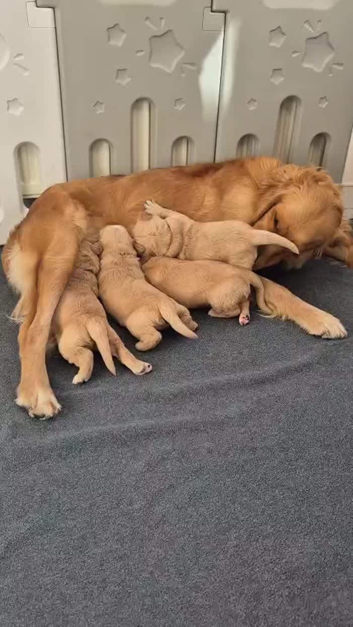 Golden Retriever puppies for sale in Montrose, Angus – KC registered, 2 weeks old