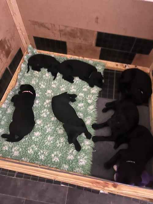 Kc health checked Labrador puppies! for sale in Wakefield, West Yorkshire