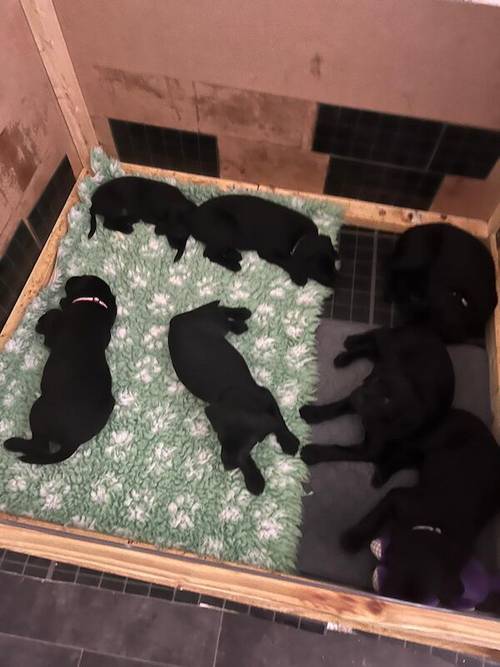 Kc health checked Labrador puppies! for sale in Wakefield, West Yorkshire - Image 1