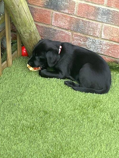 Kc health checked Labrador puppies! for sale in Wakefield, West Yorkshire - Image 2