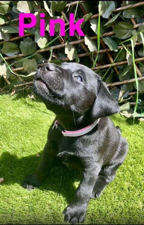 Kc health checked Labrador puppies! for sale in Wakefield, West Yorkshire - Image 3