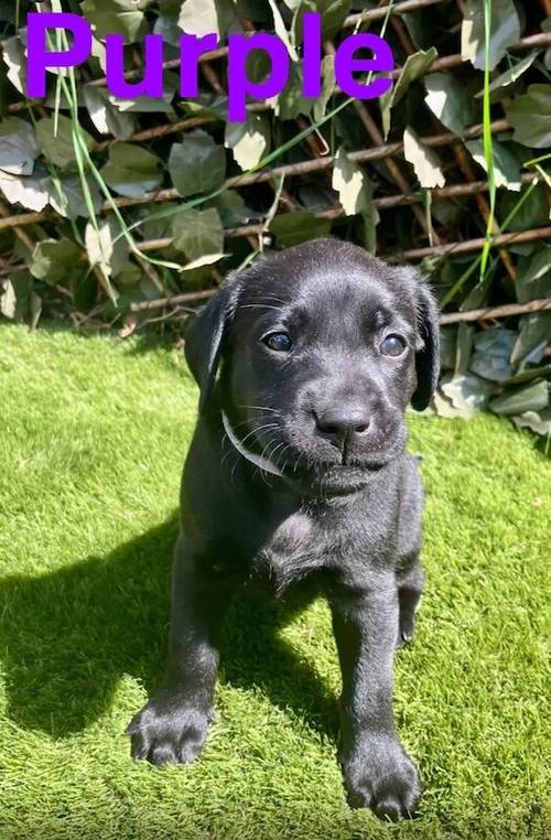 Kc health checked Labrador puppies! for sale in Wakefield, West Yorkshire - Image 4