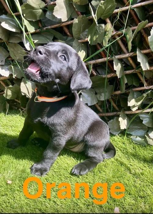 Kc health checked Labrador puppies! for sale in Wakefield, West Yorkshire - Image 5