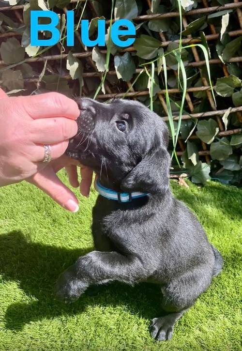 Kc health checked Labrador puppies! for sale in Wakefield, West Yorkshire - Image 6