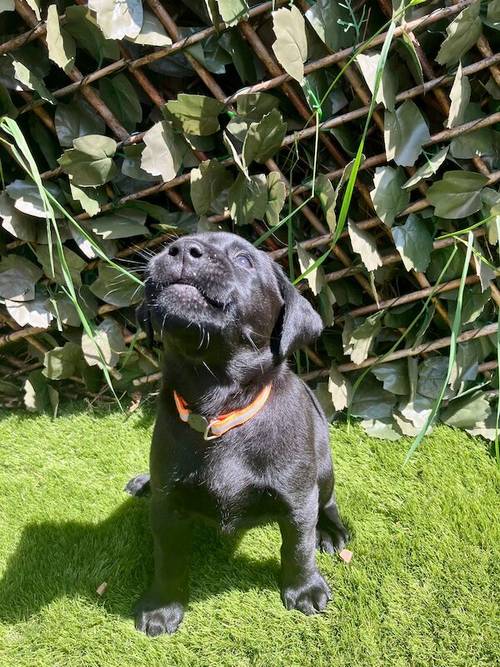 Kc health checked Labrador puppies! for sale in Wakefield, West Yorkshire - Image 8