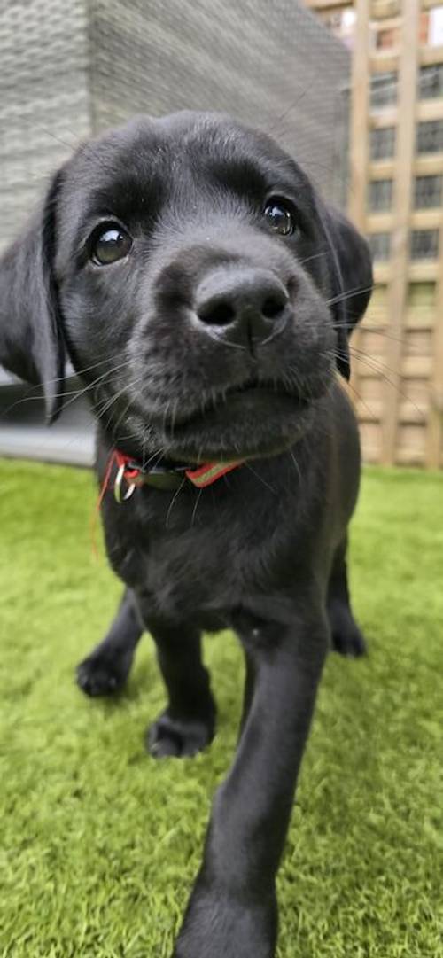 Kc health checked Labrador puppies! for sale in Wakefield, West Yorkshire - Image 9