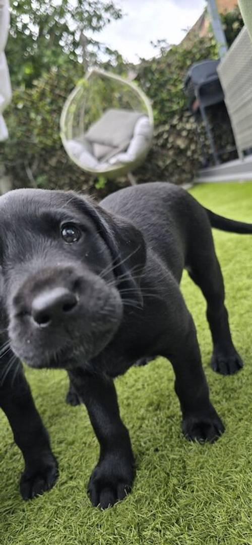 Kc health checked Labrador puppies! for sale in Wakefield, West Yorkshire - Image 10