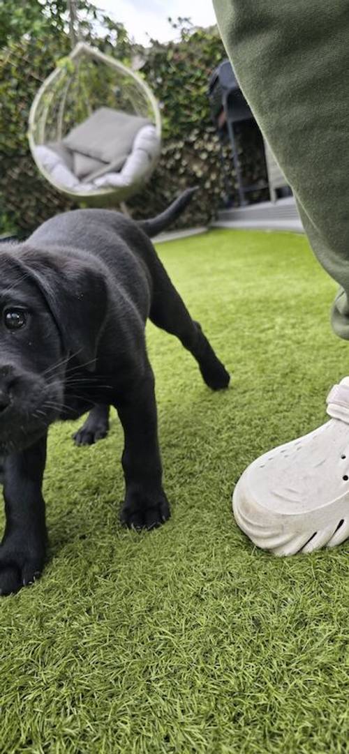 Kc health checked Labrador puppies! for sale in Wakefield, West Yorkshire - Image 11