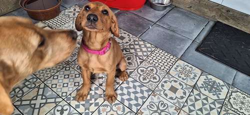 Kc Labrador Bitch puppy for sale in Ludlow, Shropshire