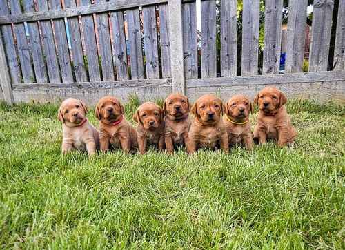 KC Labrador Girl - last one left! for sale in Hoyland, South Yorkshire