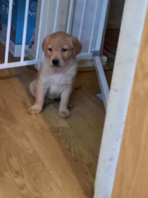 Ready now KC Labrador puppies for sale in Ellesmere Port, Cheshire