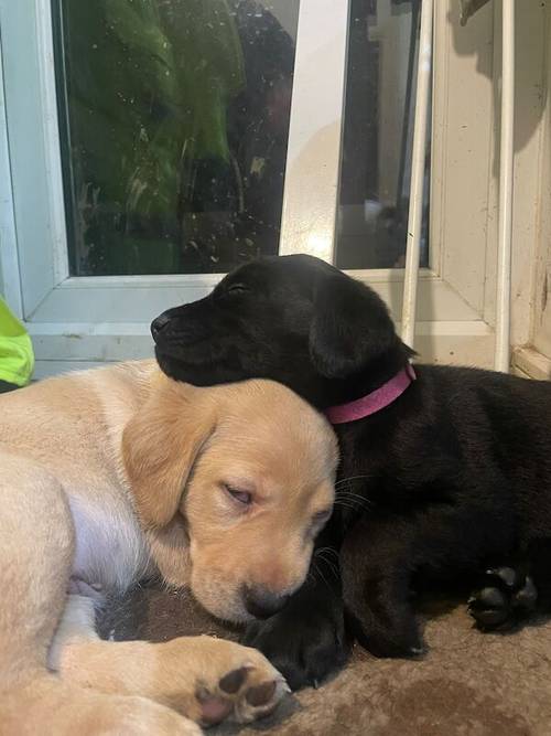 Ready now KC Labrador puppies for sale in Ellesmere Port, Cheshire - Image 4