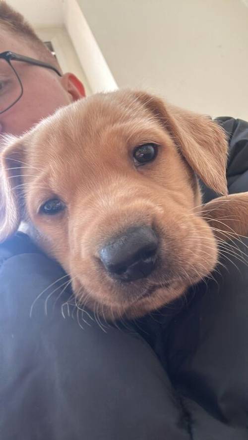 Ready now KC Labrador puppies for sale in Ellesmere Port, Cheshire - Image 5