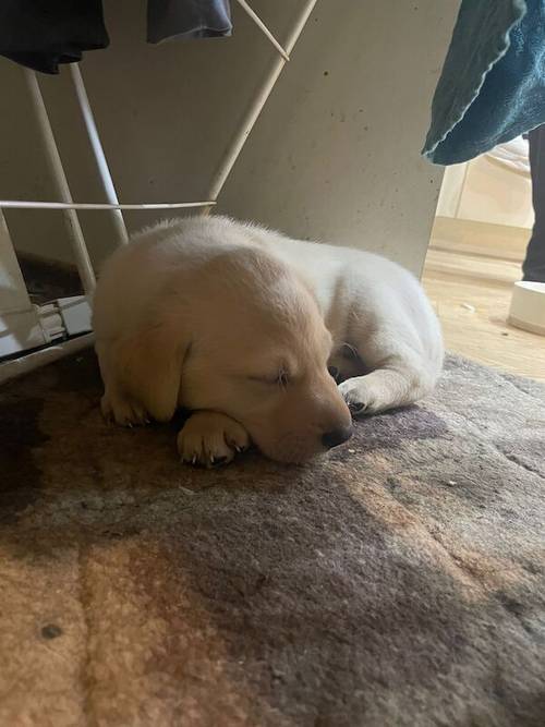 Ready now KC Labrador puppies for sale in Ellesmere Port, Cheshire - Image 7