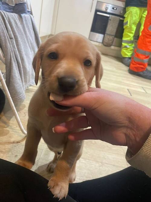 Ready now KC Labrador puppies for sale in Ellesmere Port, Cheshire - Image 8