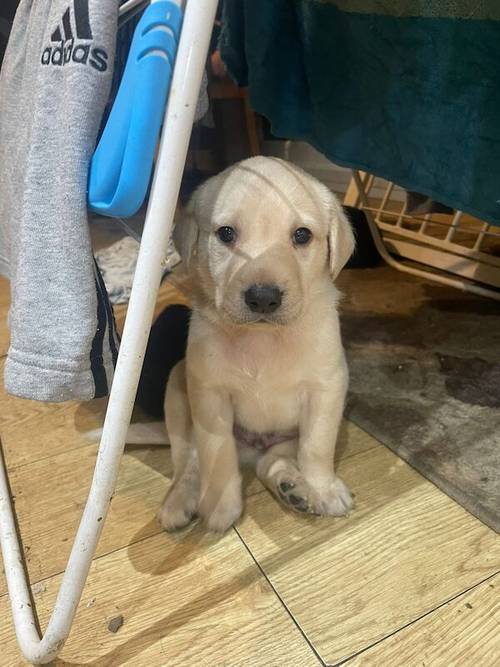 Ready now KC Labrador puppies for sale in Ellesmere Port, Cheshire - Image 10