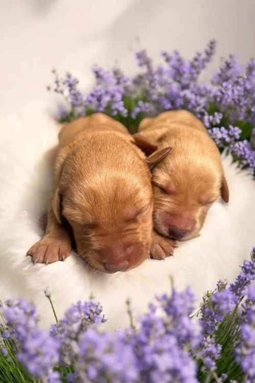 Kc Labrador puppies 🐶 for sale in Peterborough, Cambridgeshire